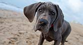 Deutsche Dogge