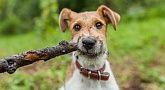 Fox Terrier