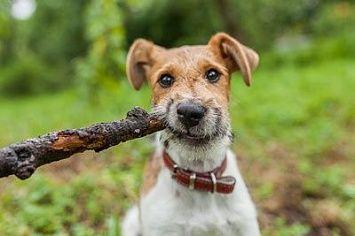 Fox terrier stoeckchen m