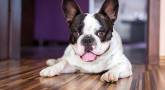 Französische Bulldogge