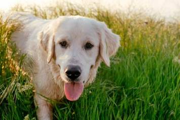 Golden retriever freundlich m