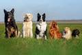 Welche Hunde vertragen sich untereinander?