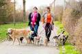 Hundesitter und Hundepension