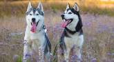Husky