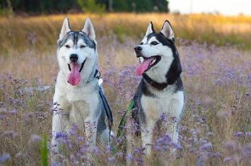 Husky hunde m