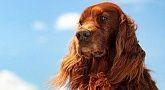 Irish Setter