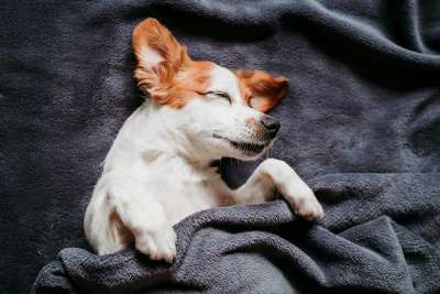 Jack russel bett xl