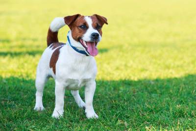 Jack Russell Terrier haben die längste Lebenserwartung