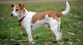 Jack Russell Terrier