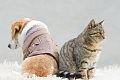 6 Hunde, die sich nicht mit Katze & Co. verstehen