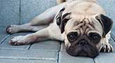 Mops