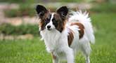Papillon