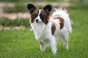 Papillon hund m