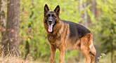 Schäferhund