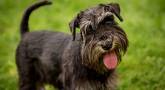 Schnauzer