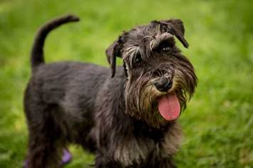 Schnauzer hund suess m