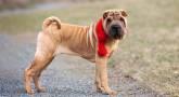 Shar-Pei