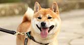 Shiba Inu