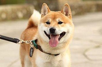 Shiba inu gassi m