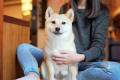 Hunde, die wenig Fellpflege brauchen