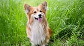 Welsh Corgi