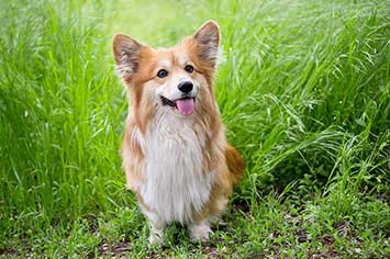 Welsh corgi hunderasse m