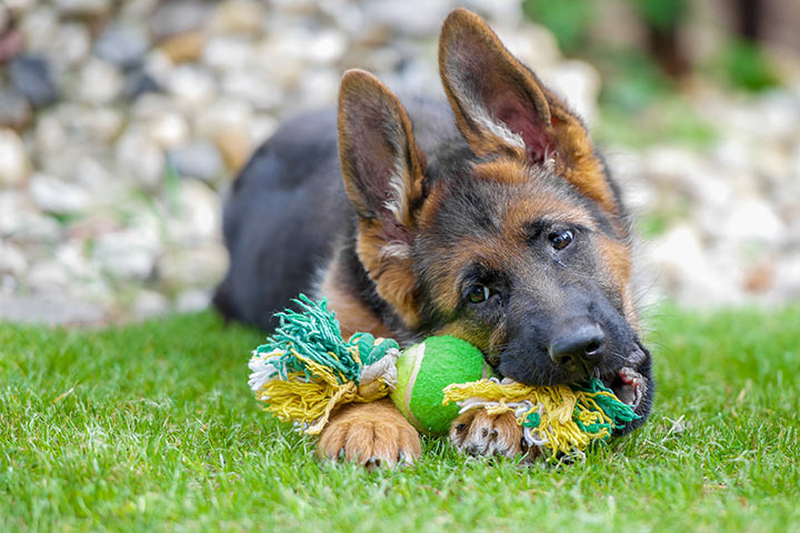 Schaferhund Hund Infos Zu Rasse Charakter Grosse