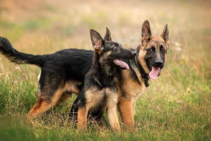 Schäferhunde