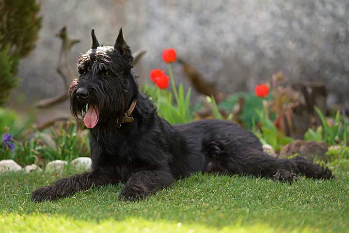 Schnauzer