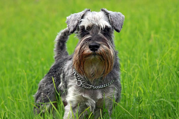 Schnauzer