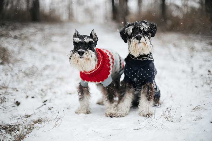 Schnauzer