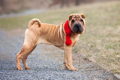 Shar-Pei