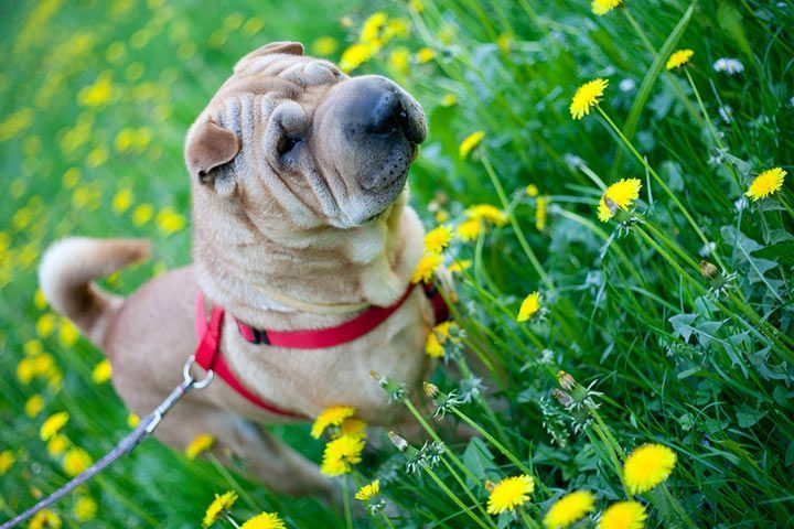 Shar-Pei