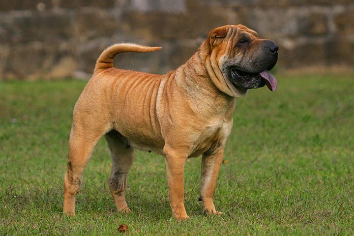 Shar-Pei