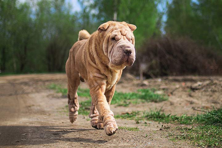 Shar-Pei - Steckbrief - Charakter, Haltung, Pflege