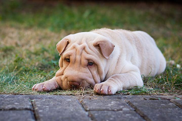 Shar-Pei