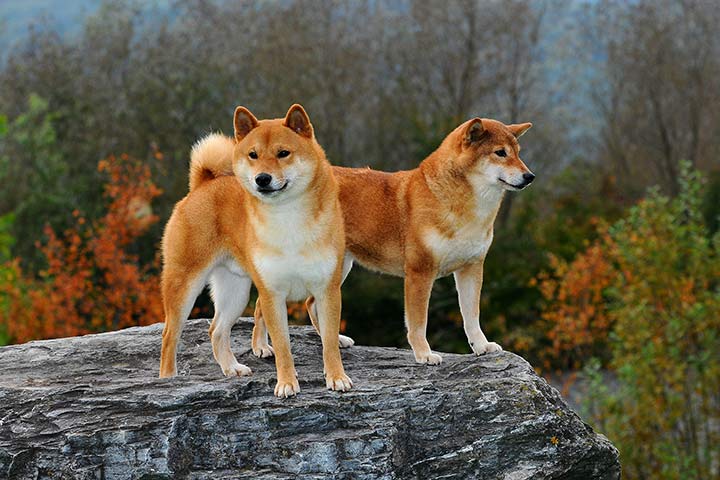 Shiba Inu Hunde