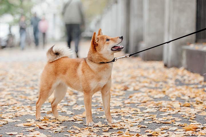 Shiba Inu an der Hundeleine