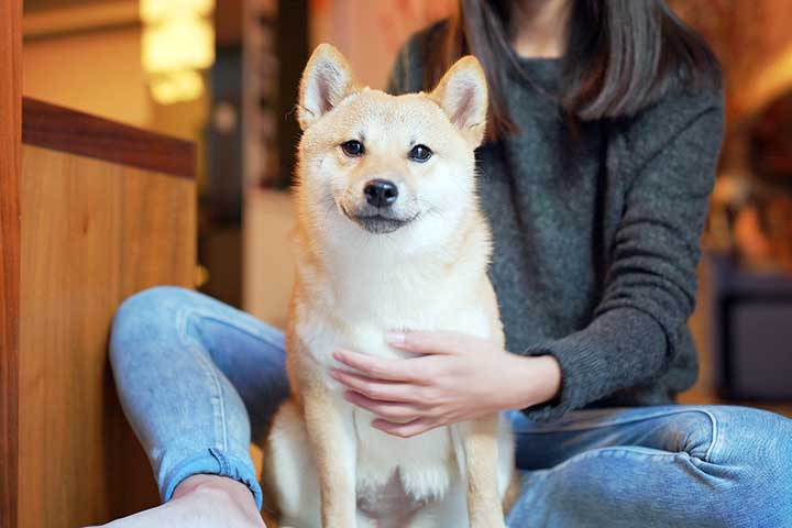 Shiba Inu