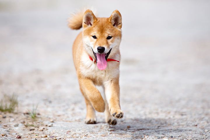 Rennender Shiba Inu