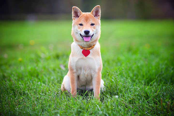 Shiba Inu macht Sitz