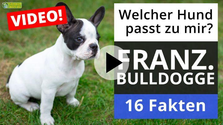 Französische Bulldogge