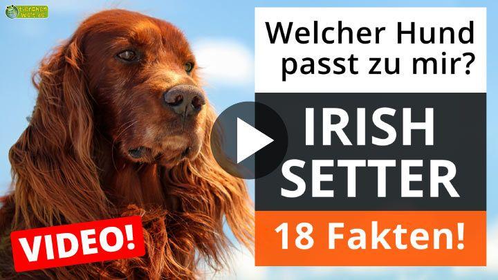 Irish Setter