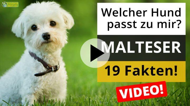 Malteser