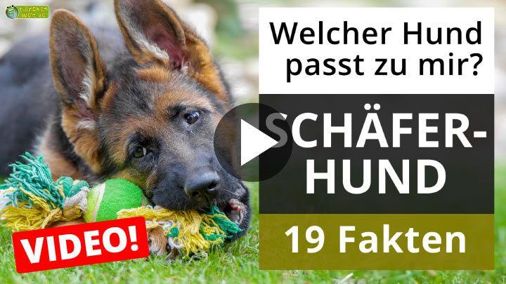 Schäferhund