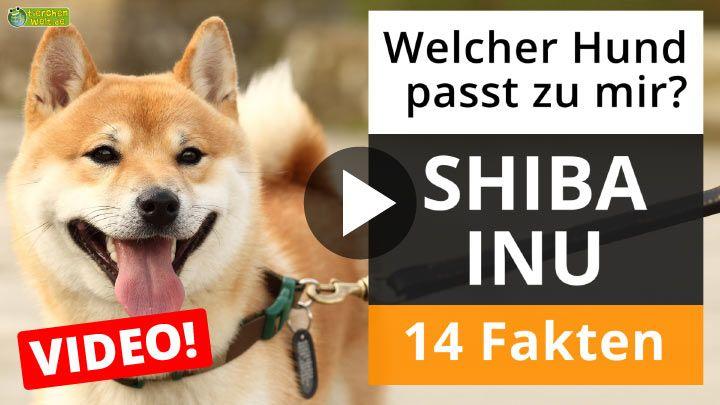 Shiba Inu