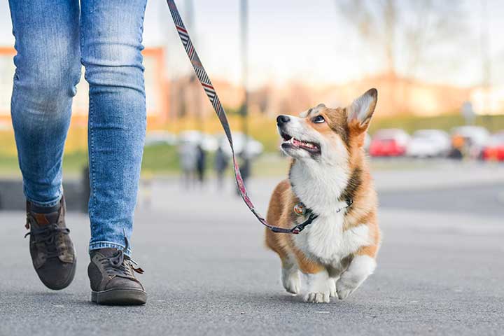 Welsh Corgi