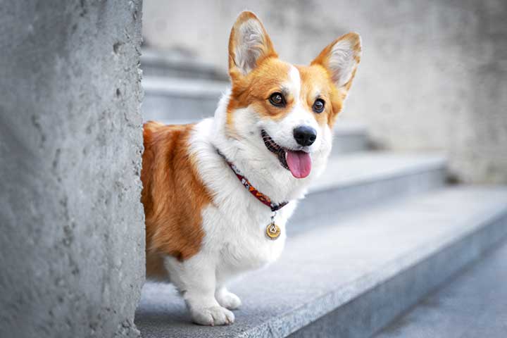 Welsh Corgi