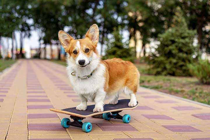 Welsh Corgi