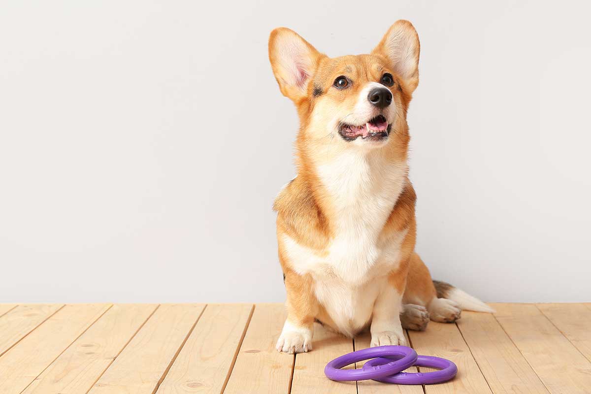 Corgi mit Spielzeug